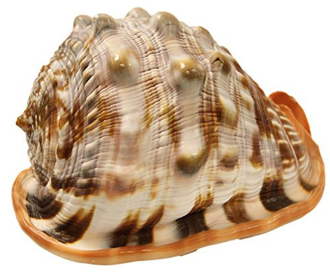 Genuine Natural 5 Inch Long Cameo Shell