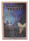 Shark Tooth Fossil W/ Magnifier